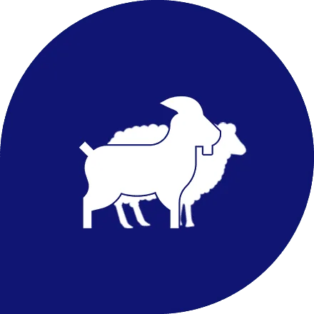ovino-caprinos-hover2
